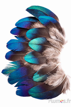 Fagiano Monal himalayano - 4-6 cm - verde blu metallizzato